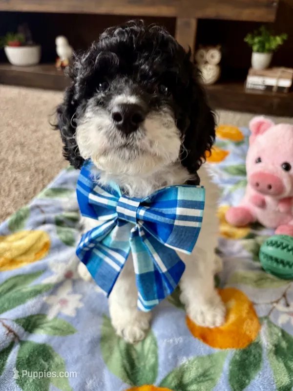Toby  – Cocker Spaniel, Poodle - Toy  puppy for sale in Berrien Springs, MI