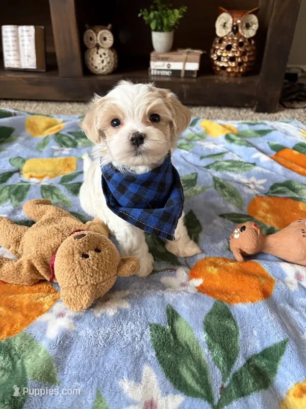 Milo – Maltese, Poodle - Toy  puppy for sale in Berrien Springs, MI
