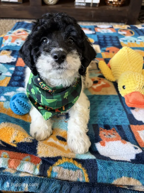 Toby  – Cockapoo, Poodle - Toy  puppy for sale in Berrien Springs, MI