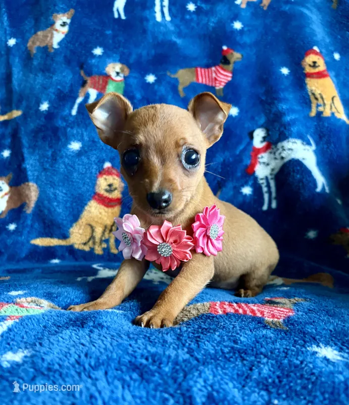 bella  – Jack Russell Terrier, Miniature Pinscher puppy for sale in Berrien Springs, MI