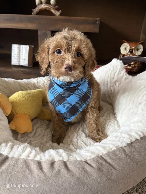 Teddy  – Cockapoo, Poodle - Toy  puppy for sale in Berrien Springs, MI