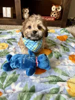 Teddy  , a male Shih Tzu and Poodle - Toy  for sale in Berrien Springs, MI – 3 of 3