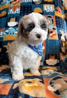 Duke , a female Cockapoo and Poodle - Toy  for sale in Berrien Springs, MI – 2 of 4