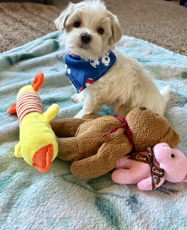 Milo – Maltese, Poodle - Toy  puppy for sale in Berrien Springs, MI