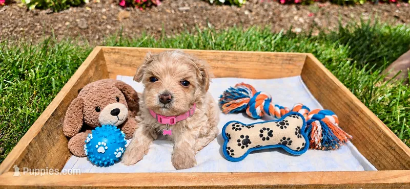 Molly  – Maltipoo, Poodle - Toy  puppy for sale in Berrien Springs, MI