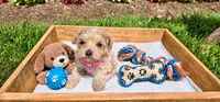 Molly , a female Maltipoo and Poodle - Toy  for sale in Berrien Springs, MI – 1 of 1