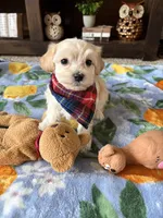 Charlie, a male Maltese and Poodle - Toy  for sale in Berrien Springs, MI – 2 of 3