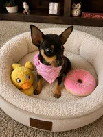 Mia , a female Chihuahua and Miniature Pinscher for sale in Berrien Springs, MI – 1 of 3