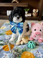 Toby , a male Cocker Spaniel and Poodle - Toy  for sale in Berrien Springs, MI – 2 of 3