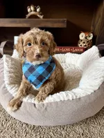 Teddy , a male Cockapoo and Poodle - Toy  for sale in Berrien Springs, MI – 3 of 3