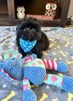 Milo, a male Pomeranian and Shih Tzu for sale in Berrien Springs, MI – 2 of 2