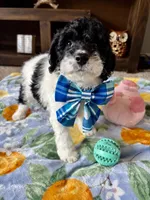 Toby, a male Cockapoo and Poodle - Toy  for sale in Berrien Springs, MI – 2 of 3