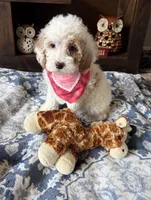 Daisy , a female Cockapoo and Poodle - Toy  for sale in Berrien Springs, MI – 2 of 2