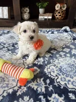 Molly, a female Maltese and Poodle - Toy  for sale in Berrien Springs, MI – 2 of 3