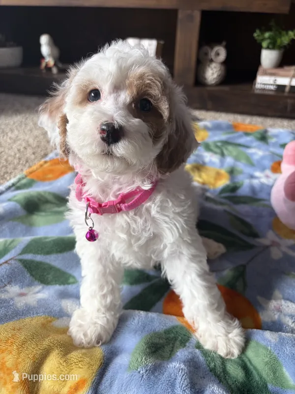 Daisy  – Cockapoo, Poodle - Toy  puppy for sale in Berrien Springs, MI