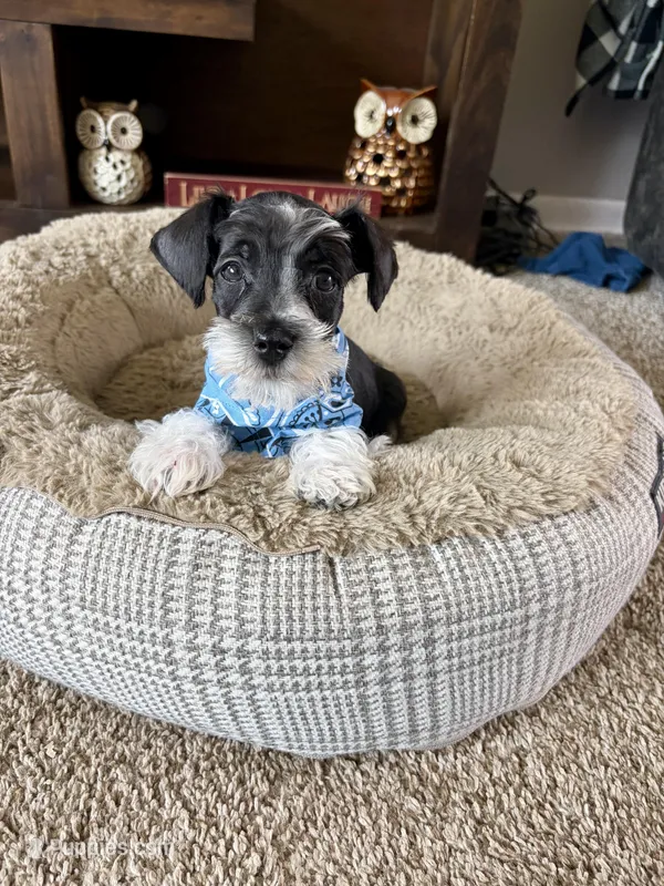 Max – Miniature Schnauzer puppy for sale in Berrien Springs, MI