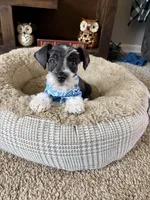 Max, a male Miniature Schnauzer for sale in Berrien Springs, MI – Photo 1 of 3
