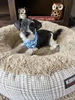 Max, a male Miniature Schnauzer for sale in Berrien Springs, MI – Photo 2 of 3
