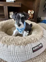 Max, a male Miniature Schnauzer for sale in Berrien Springs, MI – Photo 3 of 3