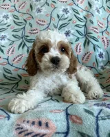 Benji, a male Cavapoo and Poodle - Toy  for sale in Berrien Springs, MI – 2 of 2