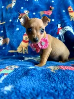 bella , a female Jack Russell Terrier and Miniature Pinscher for sale in Berrien Springs, MI – 2 of 2