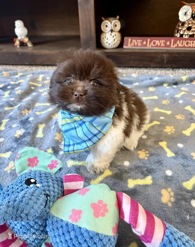 Teddy  – Pomeranian, Shih Tzu puppy on hold in Berrien Springs, MI