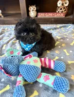 Milo, a male Pomeranian and Shih Tzu for sale in Berrien Springs, MI – 2 of 2