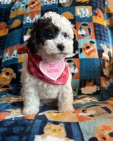Dolly , a female Cockapoo and Poodle - Toy  for sale in Berrien Springs, MI – 2 of 4