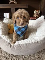Teddy , a male Cockapoo and Poodle - Toy  for sale in Berrien Springs, MI – 2 of 3
