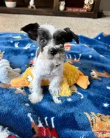 Felix, a male Miniature Schnauzer for sale in Berrien Springs, MI – Photo 2 of 2