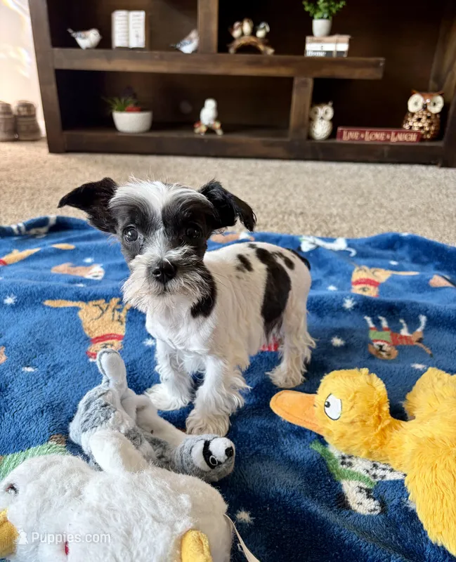 Felix – Miniature Schnauzer puppy on hold in Berrien Springs, MI