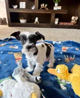 Felix, a male Miniature Schnauzer for sale in Berrien Springs, MI – Photo 1 of 2