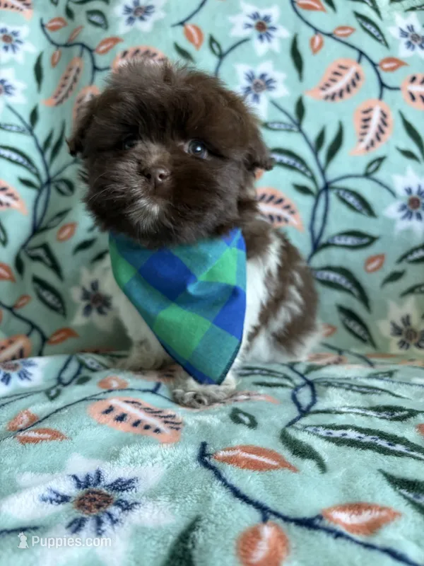 Teddy  – Pomeranian, Shih Tzu puppy for sale in Berrien Springs, MI