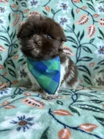Teddy , a male Pomeranian and Shih Tzu for sale in Berrien Springs, MI – 1 of 2