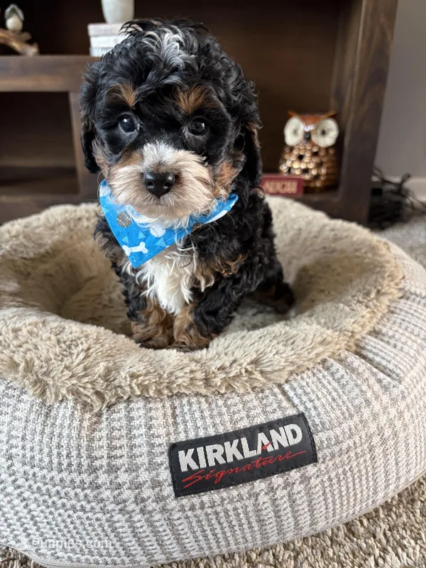Henry  – Cockapoo, Poodle - Toy  puppy on hold in Berrien Springs, MI