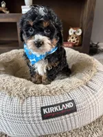 Henry , a male Cockapoo and Poodle - Toy  for sale in Berrien Springs, MI – Photo 1 of 2