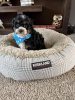 Henry , a male Cockapoo and Poodle - Toy  for sale in Berrien Springs, MI – Photo 2 of 2