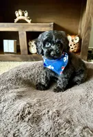 Bear , a male Cavapoo and Poodle - Toy  for sale in Berrien Springs, MI – 2 of 3