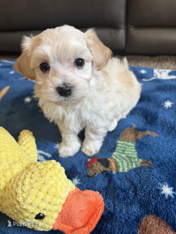 Charlie – Maltese, Poodle - Toy  puppy for sale in Berrien Springs, MI