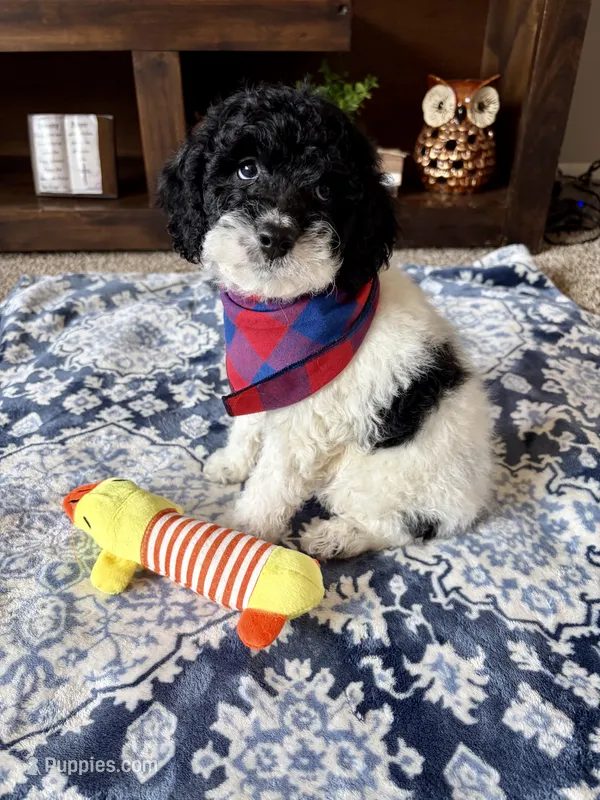 Toby  – Cockapoo, Poodle - Toy  puppy for sale in Berrien Springs, MI