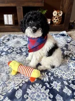 Toby , a male Cockapoo and Poodle - Toy  for sale in Berrien Springs, MI – 1 of 2