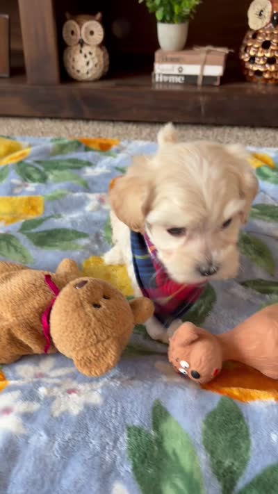 Charlie, a male Maltese and Poodle - Toy  for sale in Berrien Springs, MI – 3 of 3