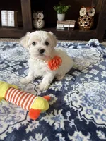 Molly, a female Maltese and Poodle - Toy  for sale in Berrien Springs, MI – 1 of 3