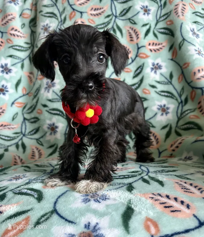 Maggie  – Miniature Schnauzer puppy for sale in Berrien Springs, MI