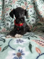 Maggie , a female Miniature Schnauzer for sale in Berrien Springs, MI – Photo 2 of 2