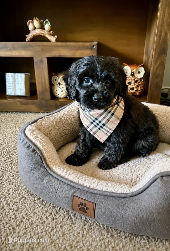 Bear  – Cavapoo, Poodle - Toy  puppy for sale in Berrien Springs, MI