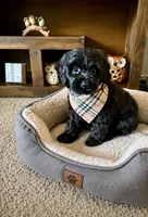 Bear , a male Cavapoo and Poodle - Toy  for sale in Berrien Springs, MI – 1 of 2