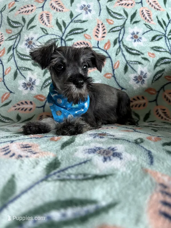 Barney  – Miniature Schnauzer puppy for sale in Berrien Springs, MI
