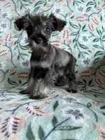 Barney , a male Miniature Schnauzer for sale in Berrien Springs, MI – Photo 2 of 2
