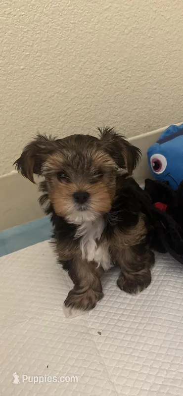 AKC Yorkshire  – Yorkshire Terrier puppy for sale in Los Angeles, CA